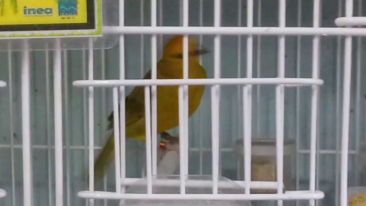 CAN&Aacute;RIO DA TERRA, PROCESSO DE REPRODU&Ccedil;&Atilde;O 🐣🐤🐥💥💥💥💥