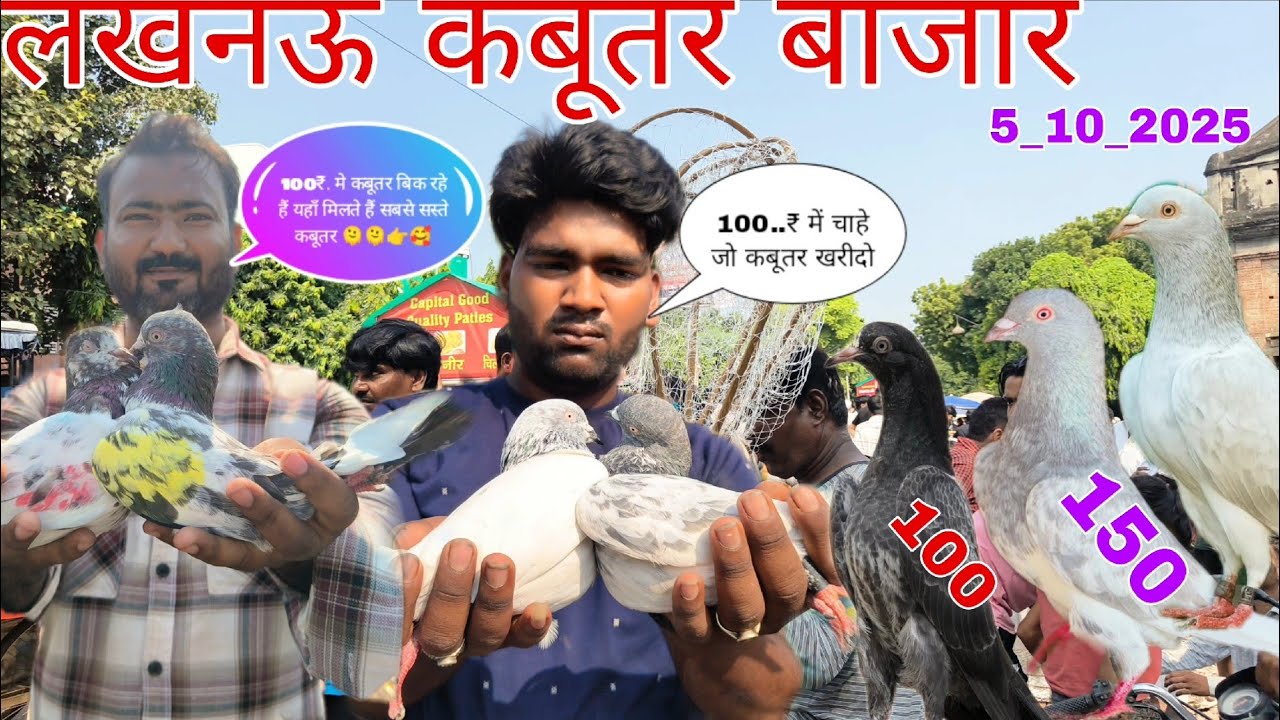 लखनऊ कबूतर बाजार 🫠5_10_25 बहुत सस्ती मार्केट थी आज की Lucknow Kabutar Market। New Video 