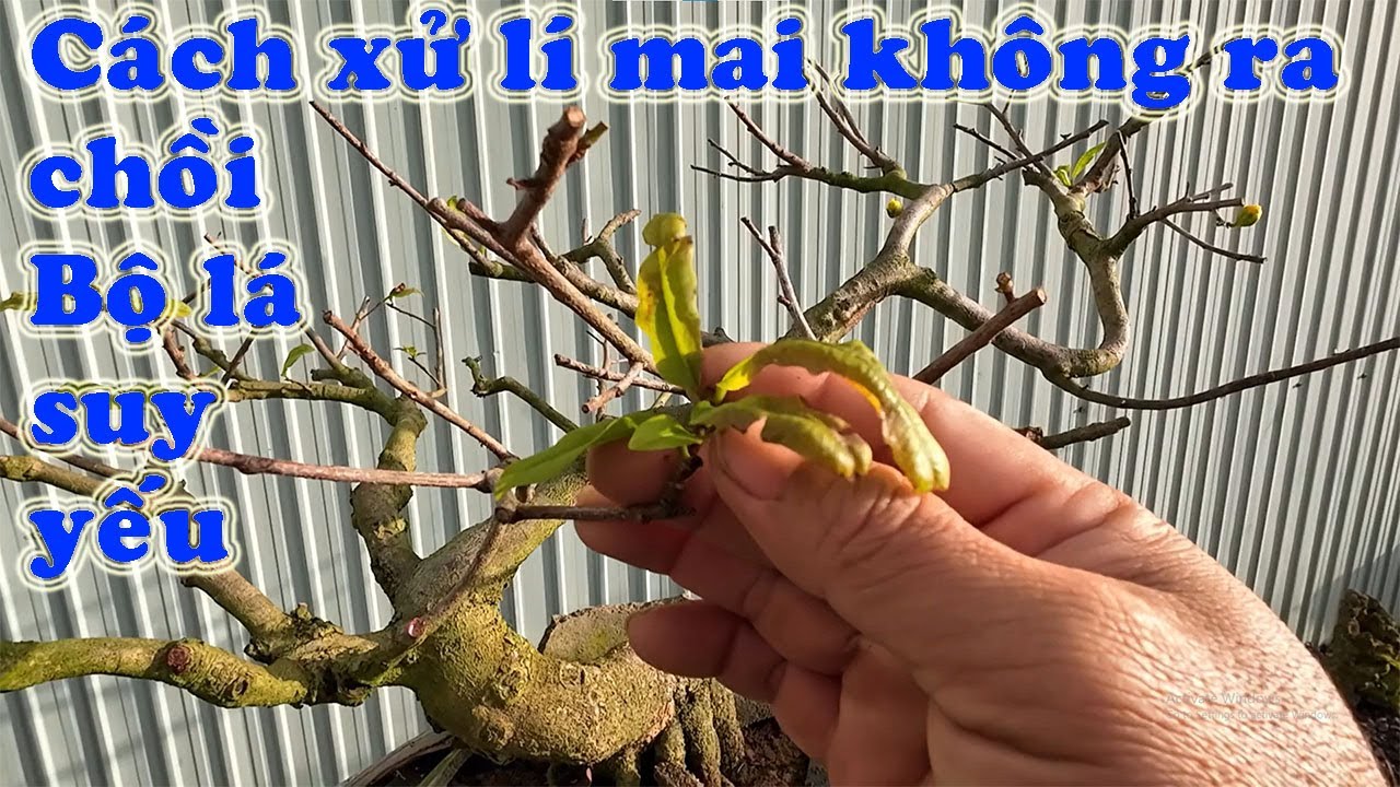 Mai Không Ra Chồi, Bộ Lá suy yếu Và cách Xử lí .