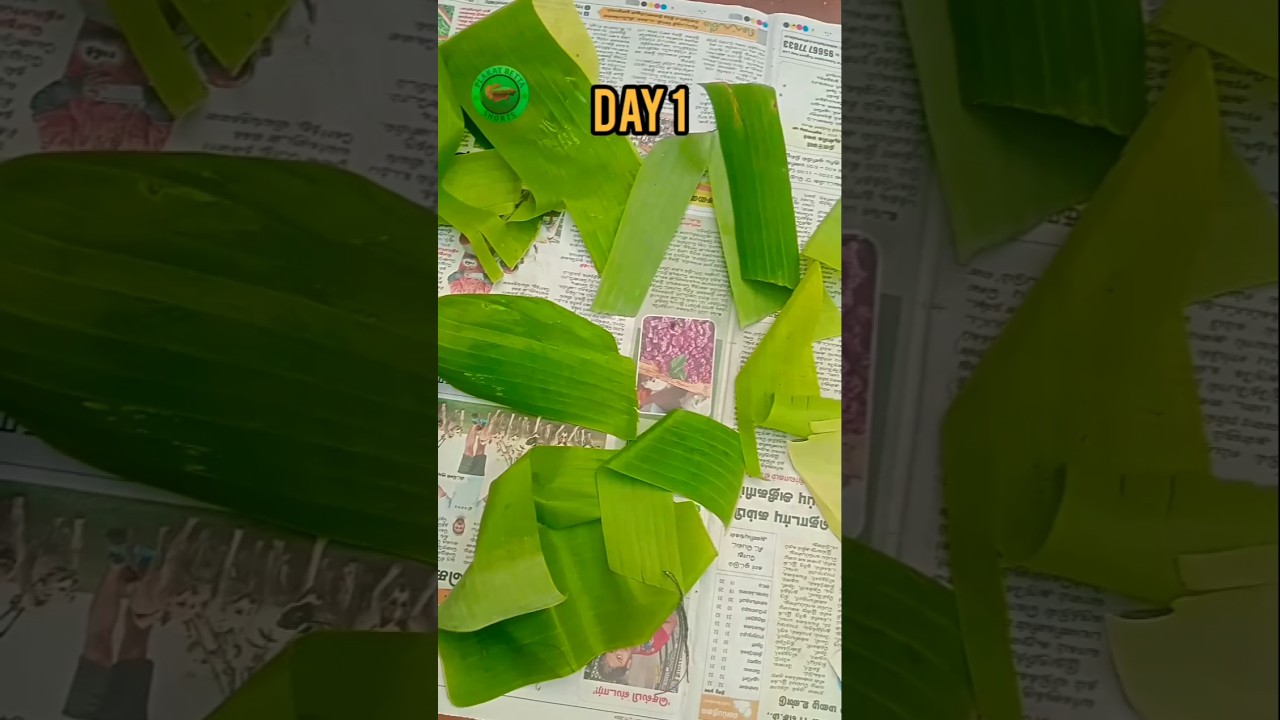 Banana leaf setup method 