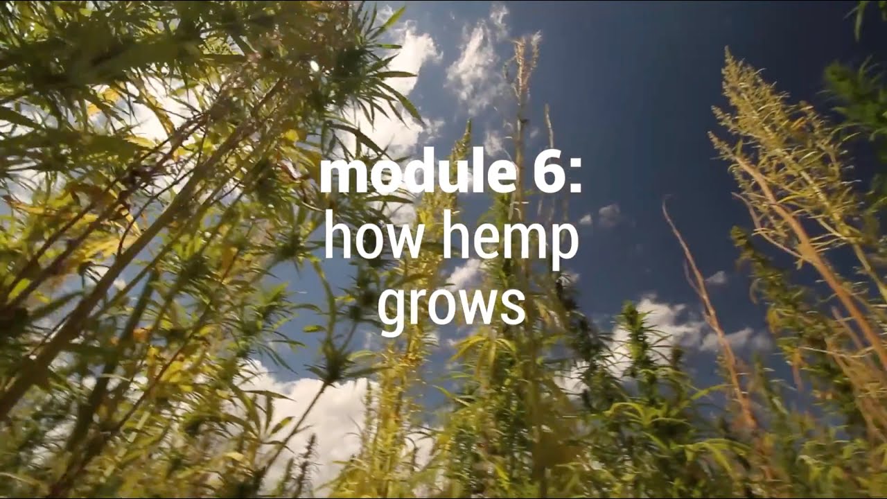 Hemp Basics: How Hemp Grows