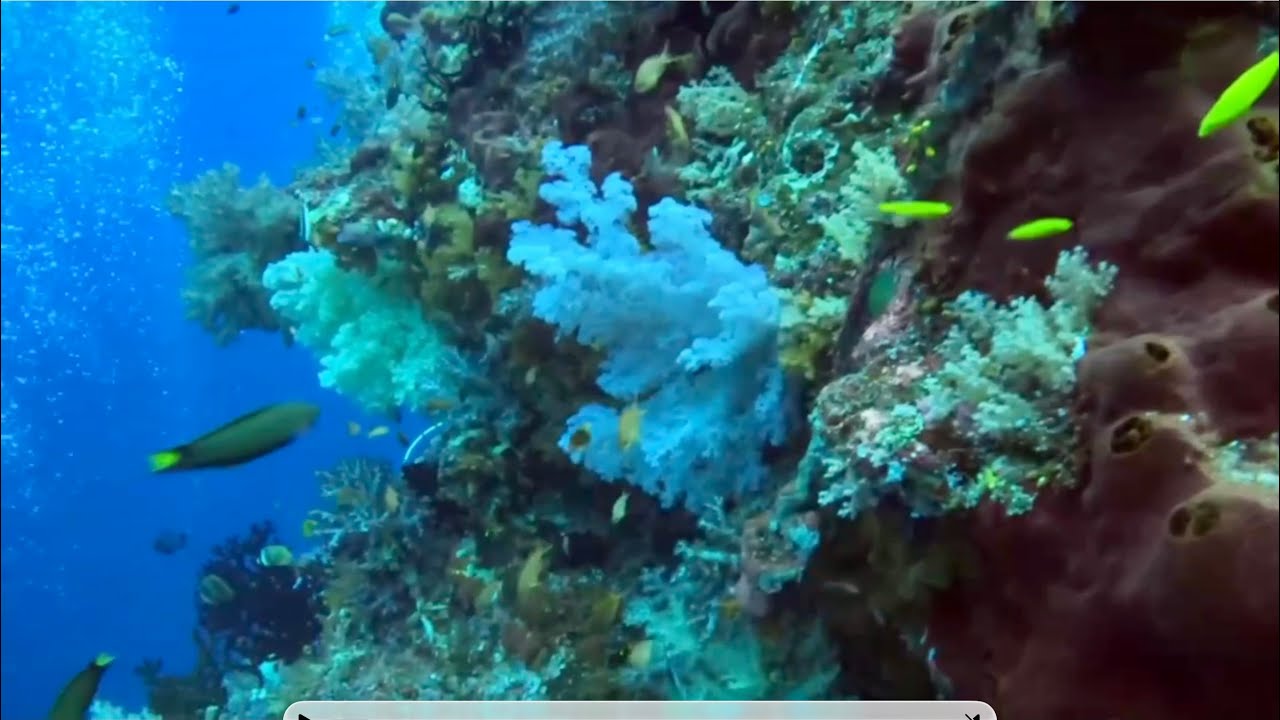 Scuba diving at Raja Ampat, Indonesia, January 2025