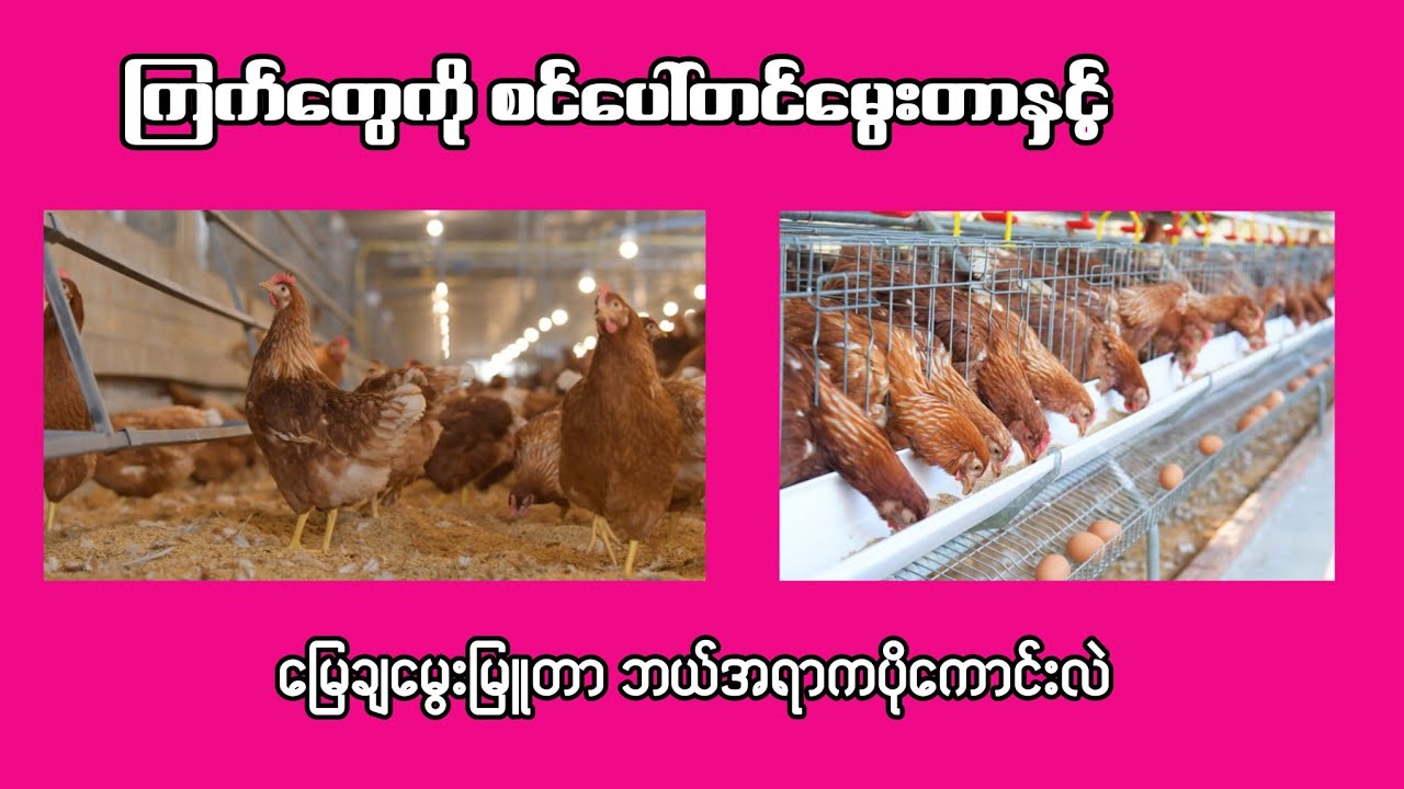 ကြက်တွေကို စင်ပေါ်တင်မွေးမြူတာနှင့်မြေချမွေးမြူတာ ဘယ်အရာကပိုကောင်းလဲ?