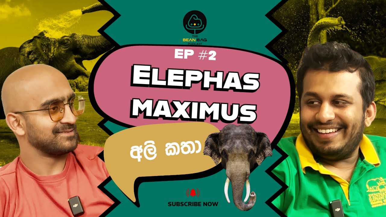 Elephas Maximus - අලි කතා (The BeanBag Podcast Episode 2)