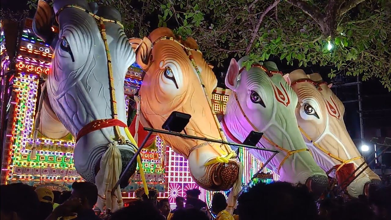 അമ്മാഞ്ചേരിക്കാവ് കാള വേല 2026. Ammancherikavi kala vela. 2026.