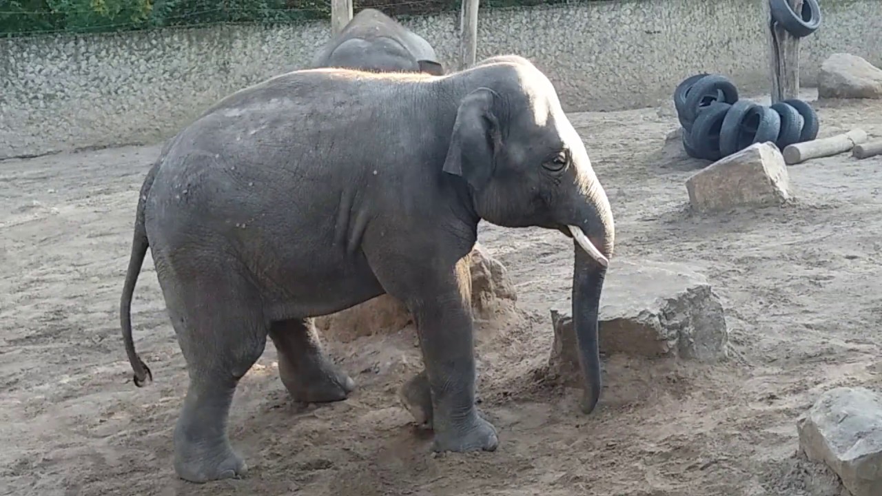 Zabawa młodych słoników zoo Płock