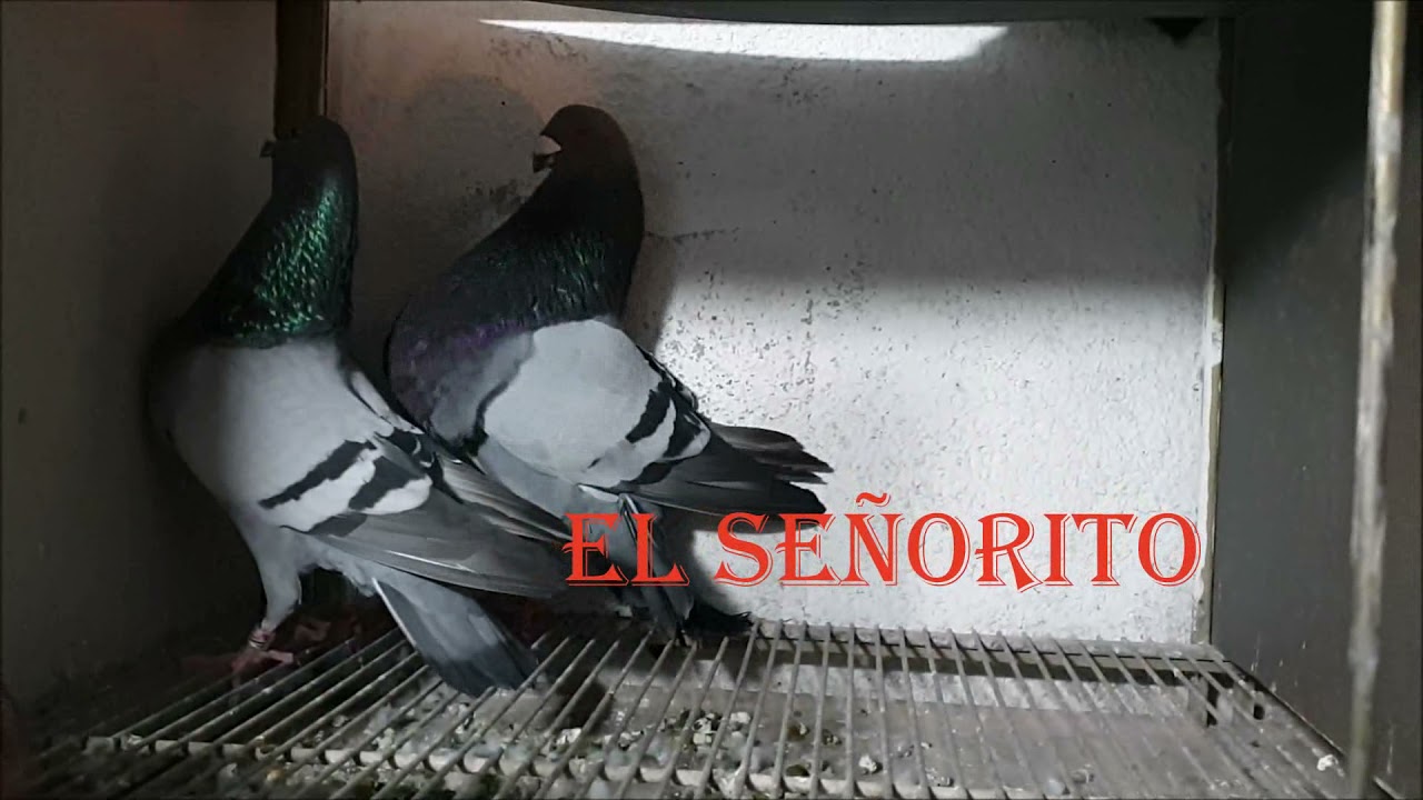 El verdadero jiennense