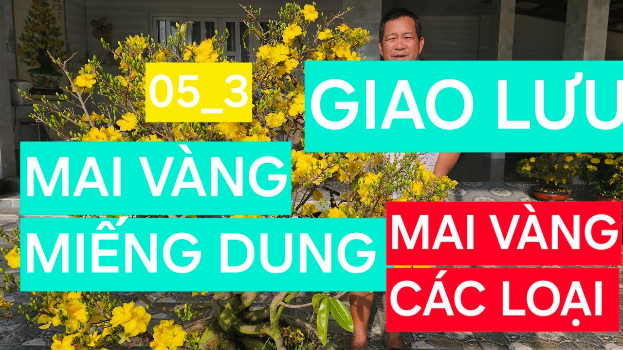 0366 048 123 MAI VÀNG MIẾNG DUNG GIAO LƯU MAI VÀNG CÁC LOẠI
