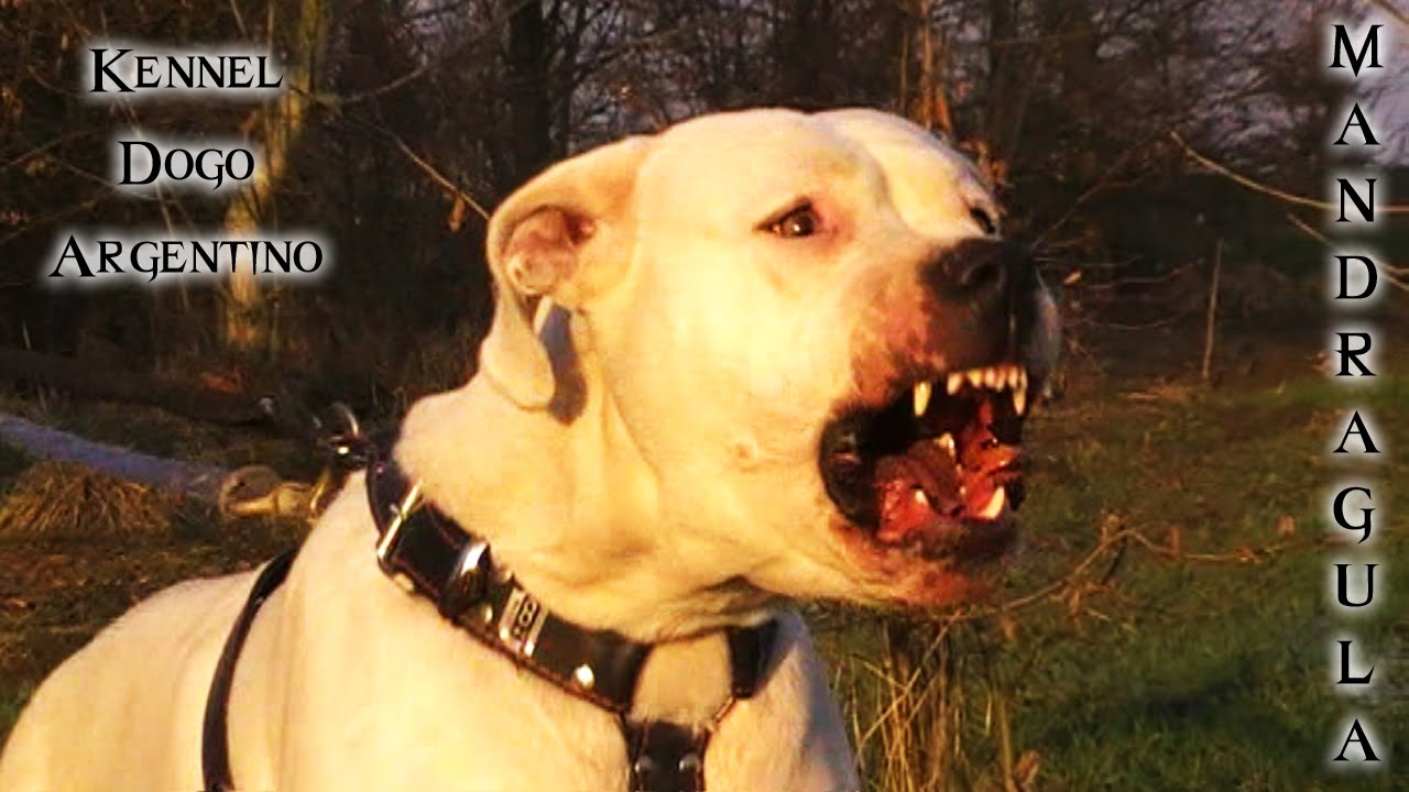 Dogo Argentino, female, Protection Test (min. 1.39'') - Mandragula Dogo Argentino