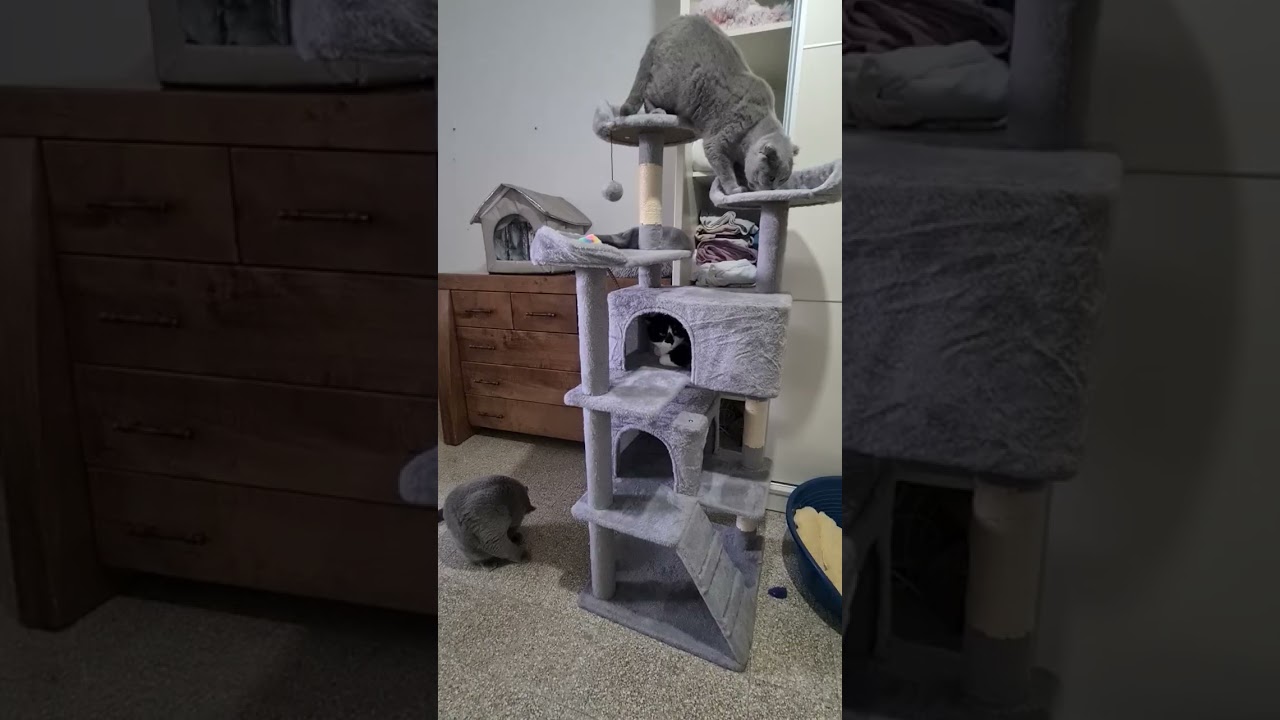 Прячется от воспитателя😺😸😹