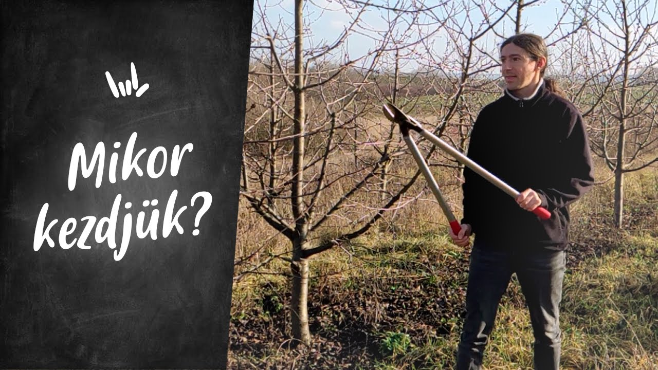 Mikor kezdj&uuml;k a metsz&eacute;st? Metsz&eacute;s időpontjai!
