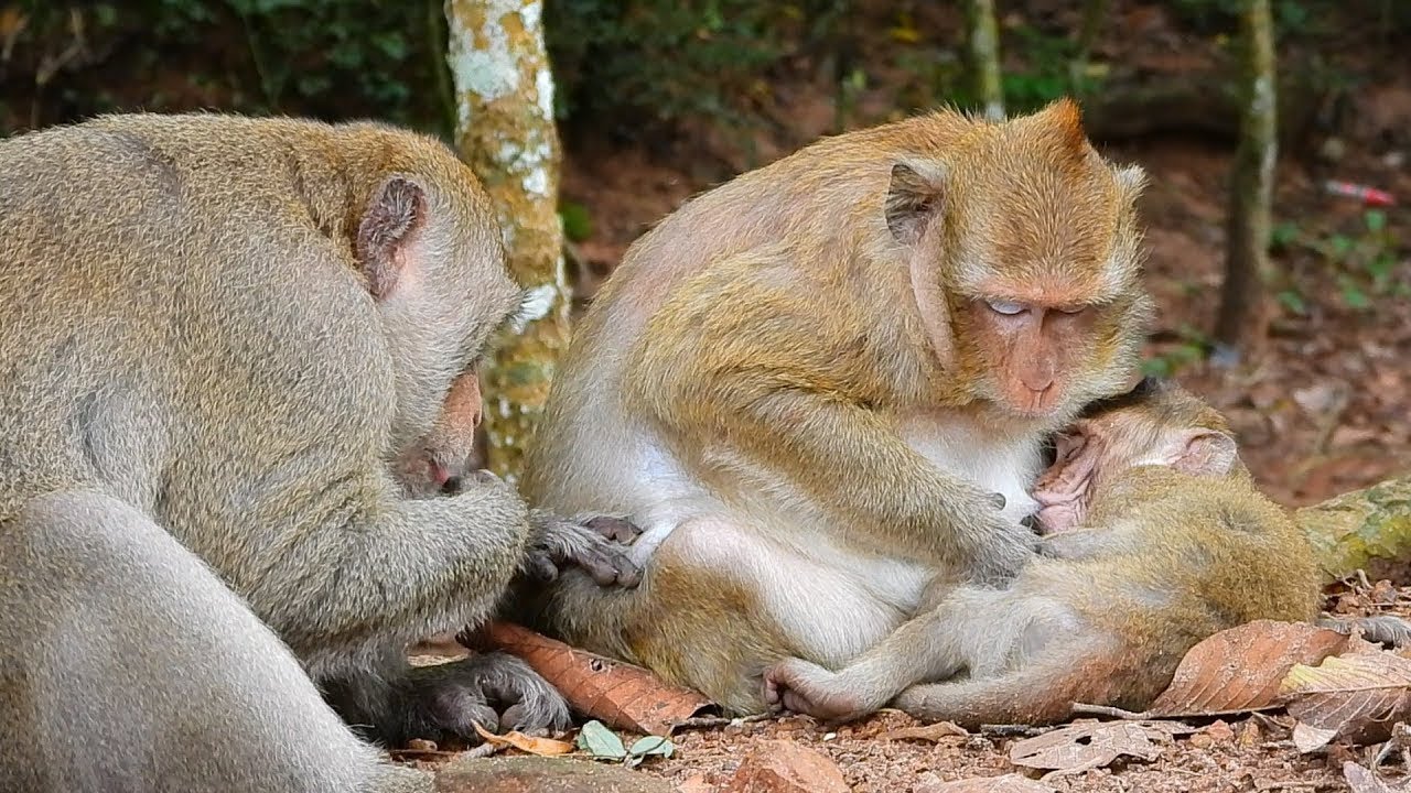Really Pity Poor Mom Monkey Again Cuz She Need Care More Baby Bobby When Get injury