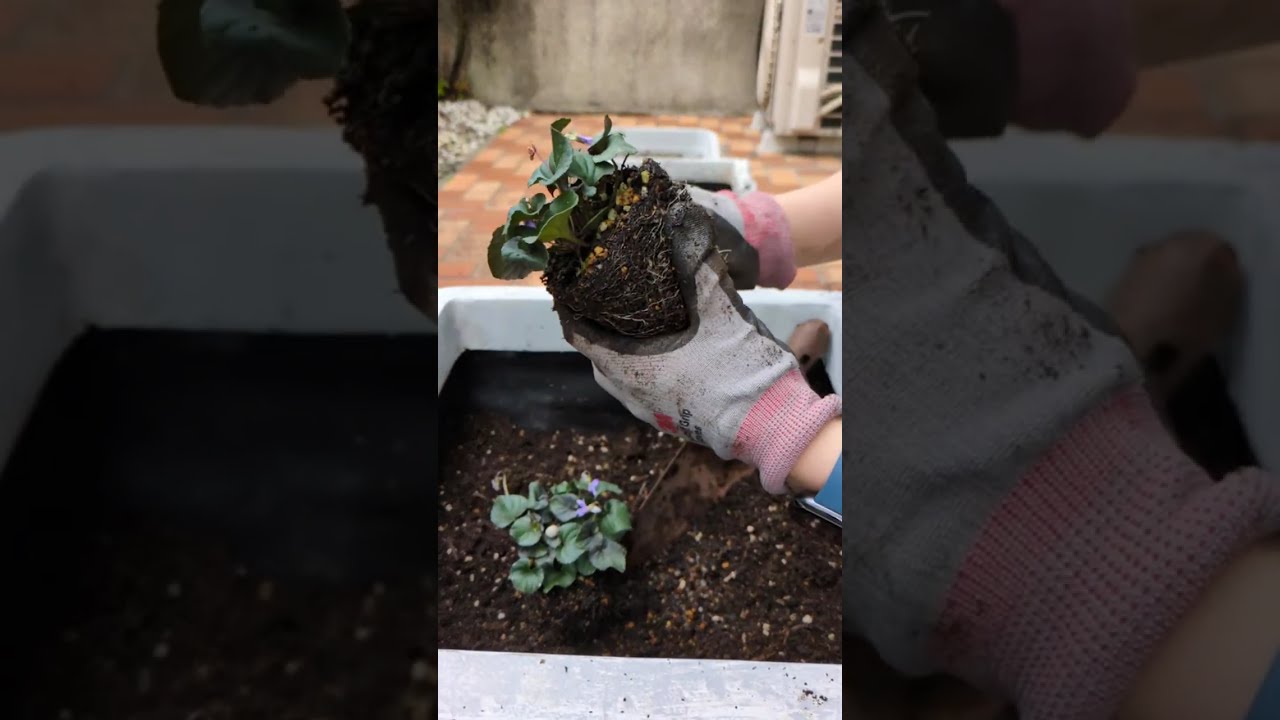 ミョウガの植え替えと、宿根草を植える