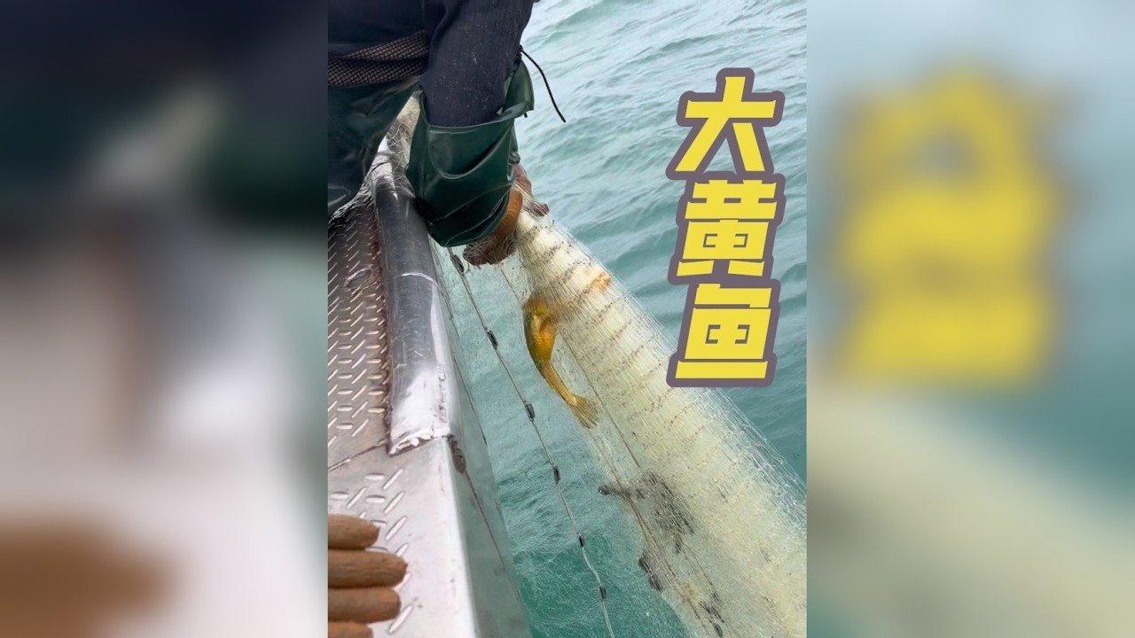 今天的大黄鱼够大