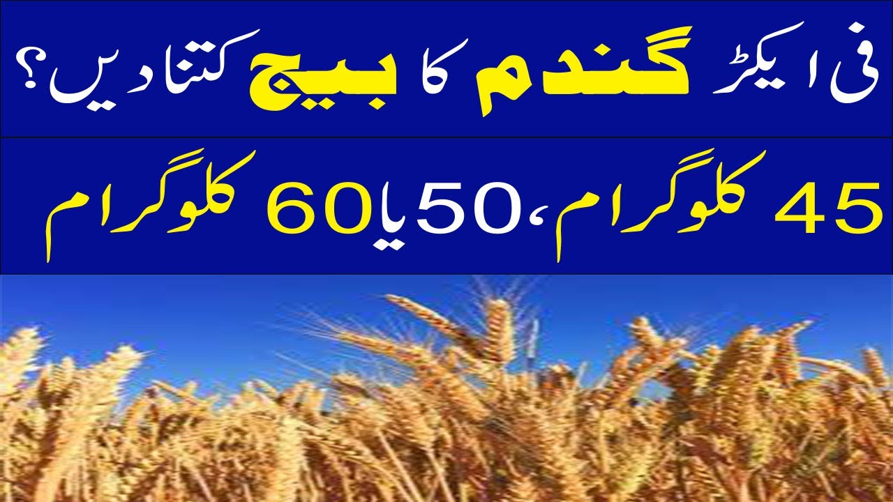 How much wheat seed per acre? | What is the seed ratio for wheat | How much wheat seed give per acre