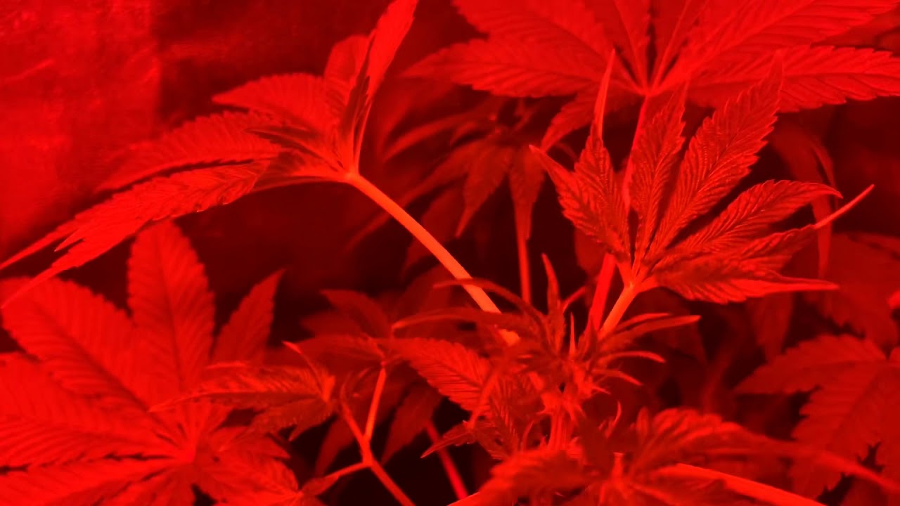Plant Problems 🌱 #001 #fromseedtosmoke #garyganjagrows