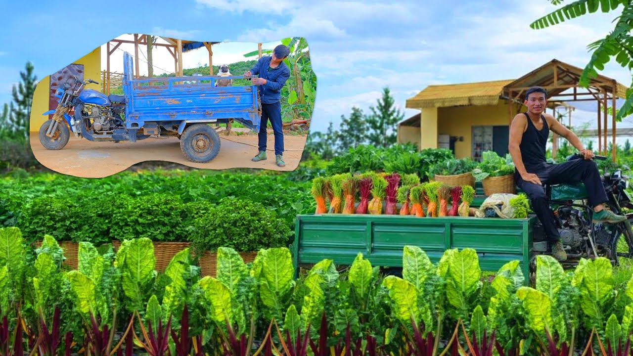 A Company Chairman Leaves the City to Farm and Restore a 3-Wheel Cart for Harvesting Vegetables