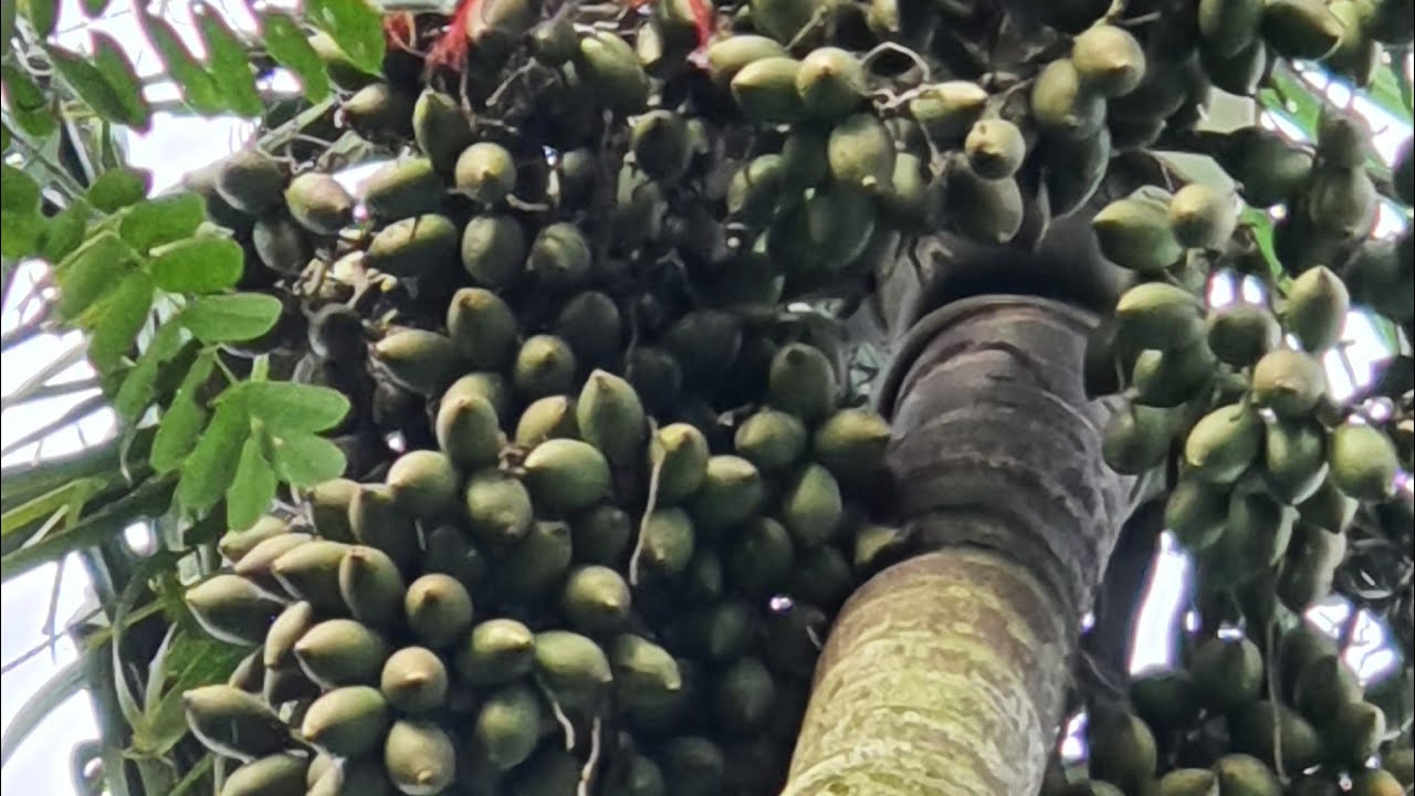 tìm hướng đi mới xen canh trong vườn cà phê nghe và trải nghiệm cây cau tiền tỷ trên đất cao nguyên