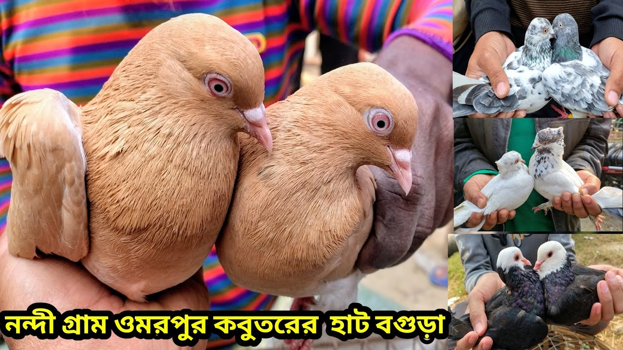 কম দামে দেশি বিদেশি সেরা মানের কবুতর কিনুন আজই||কবুতরের দাম দর-২০২৬||নন্দীগ্রাম ওমরপুর হাট বগুড়া||