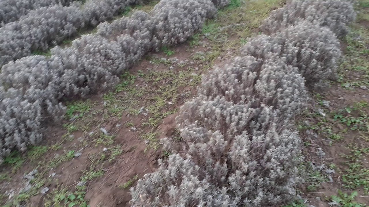 Lavanda in luna martie