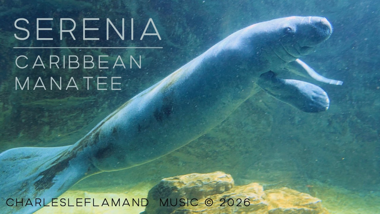Sirenia: Карибские ламантины в 8K | Pairi Daiza Бельгия | Charlesleflamand Music &copy; 2026