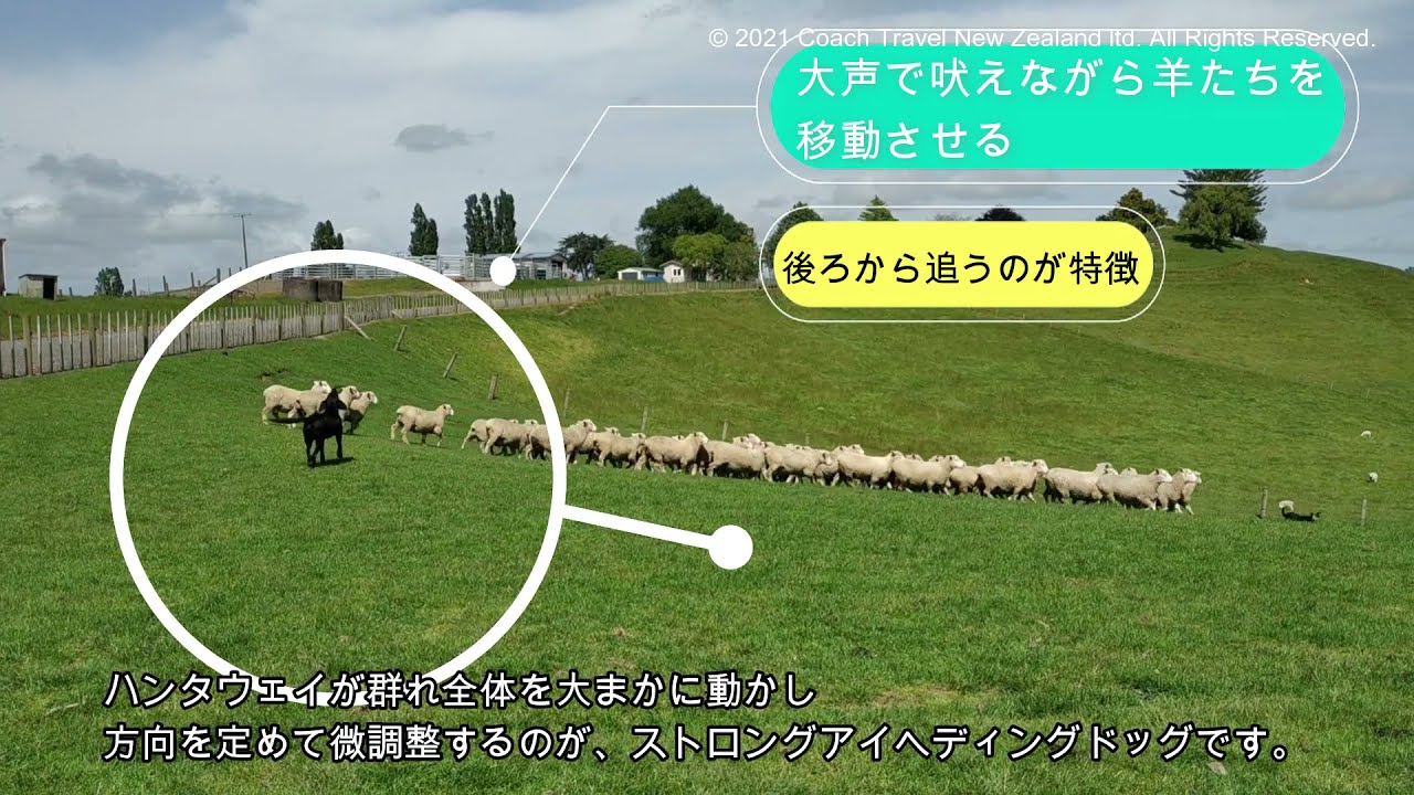 ニュージーランド　現地ガイドおすすめ観光地　牧羊犬　紹介