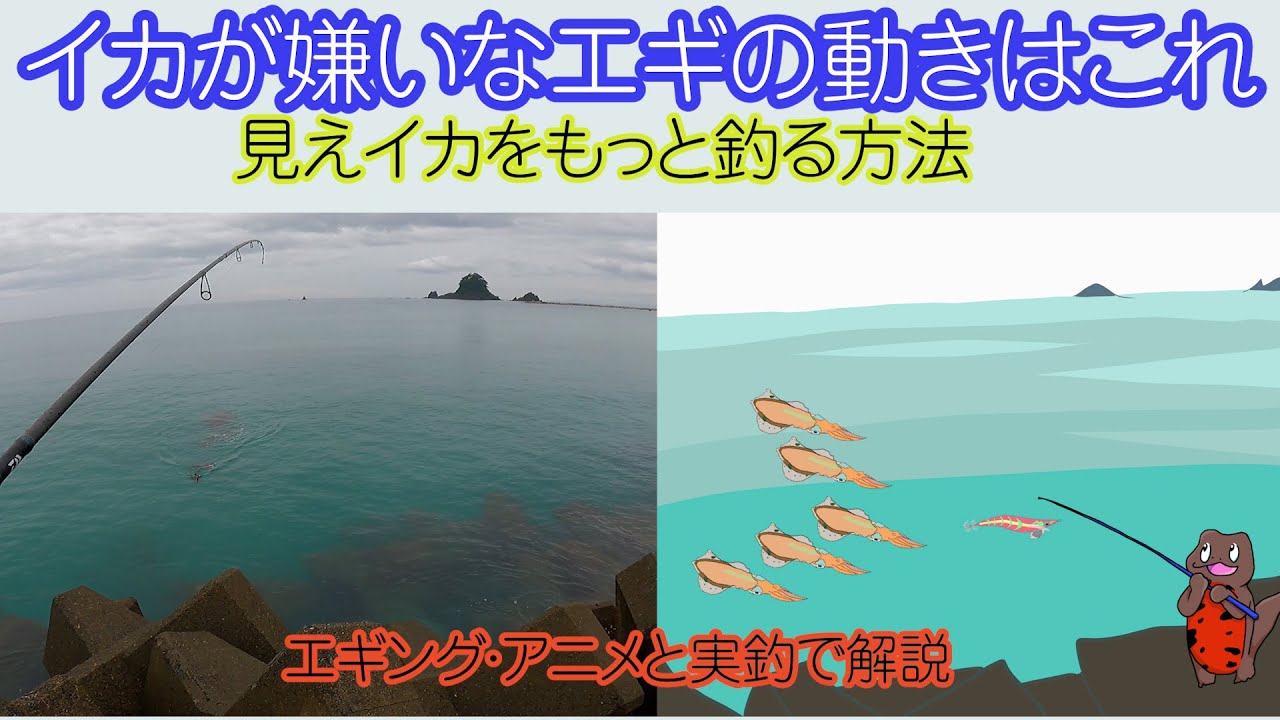 【エギング】イカにストレスを与えない誘い方で見えイカもっと釣れます。初心者にもイメージしやすいアニメと実釣で解説