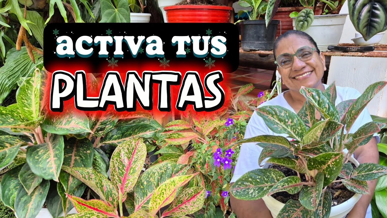 ACTUALIZACIÓN si quieres plantas hermosas ACTIVALAS ASÍ/Liliana Muñoz