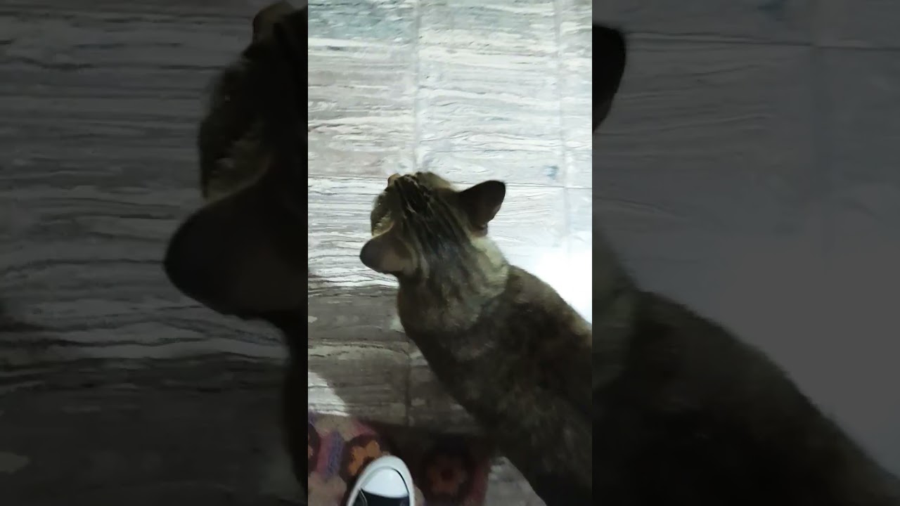 Hypnotic data edit #edit#editing#cat#cats#kitty#kitten#kittens#cute#viral#meme#memes#viral#odetari