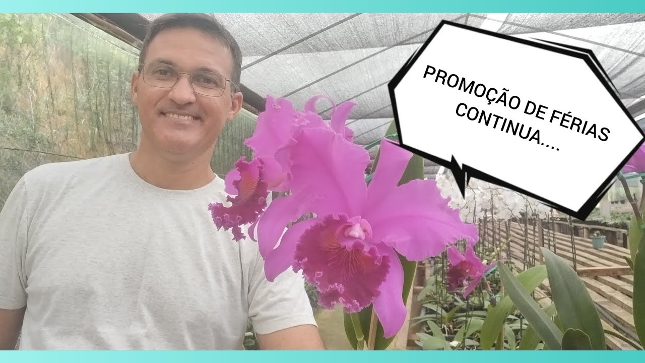 Orquidário Monte Negro: Promoções de férias continuam com lindas orquídeas ❤️❤️❤️