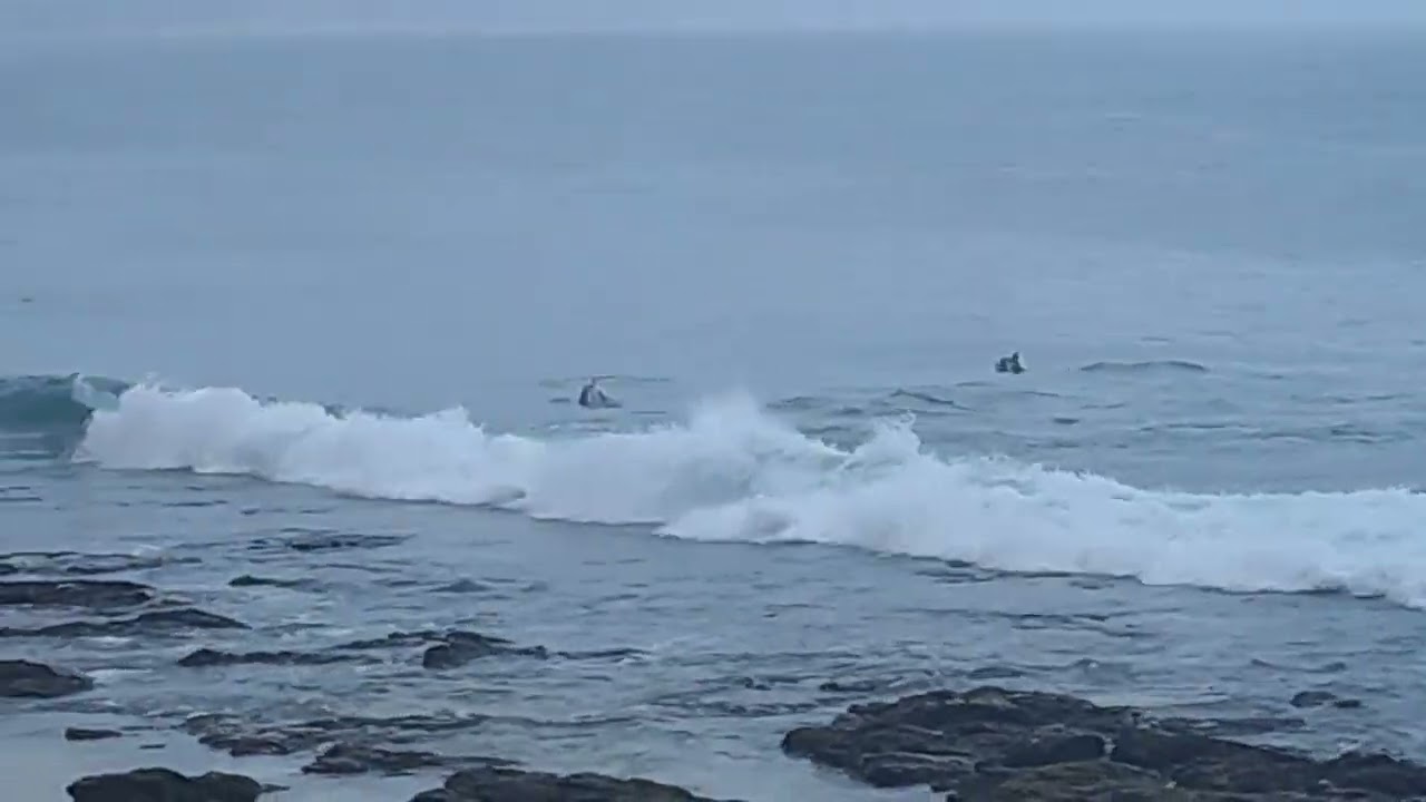 Jeffreys Bay - Surfing dolphins - 14 March 2026