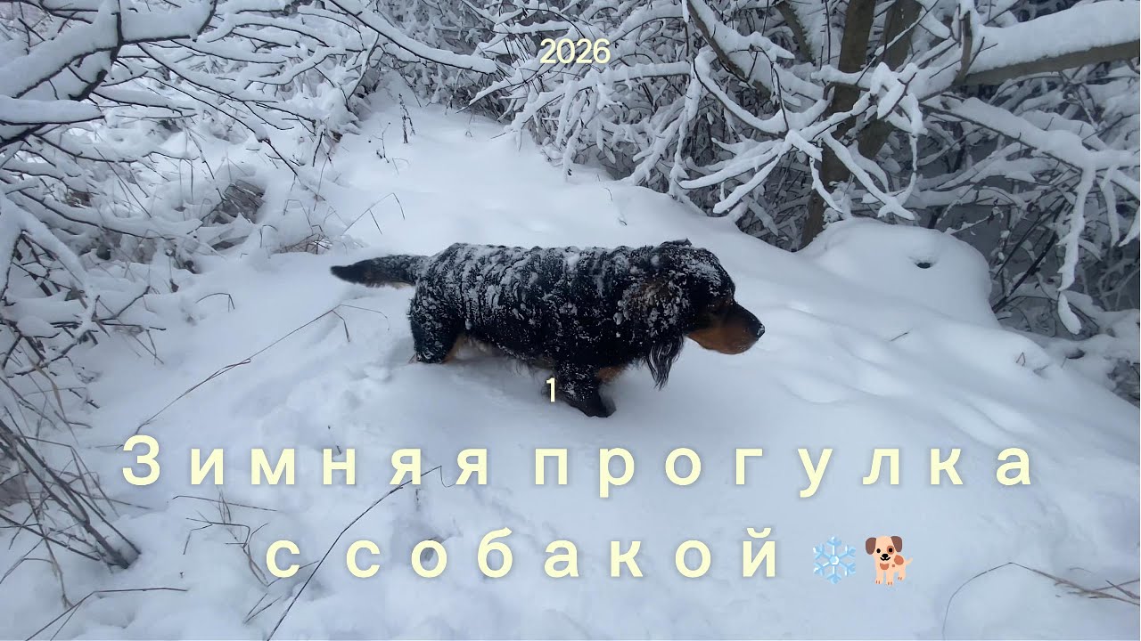 Зимняя прогулка с собакой ❄️🐕  Реальная атмосфер