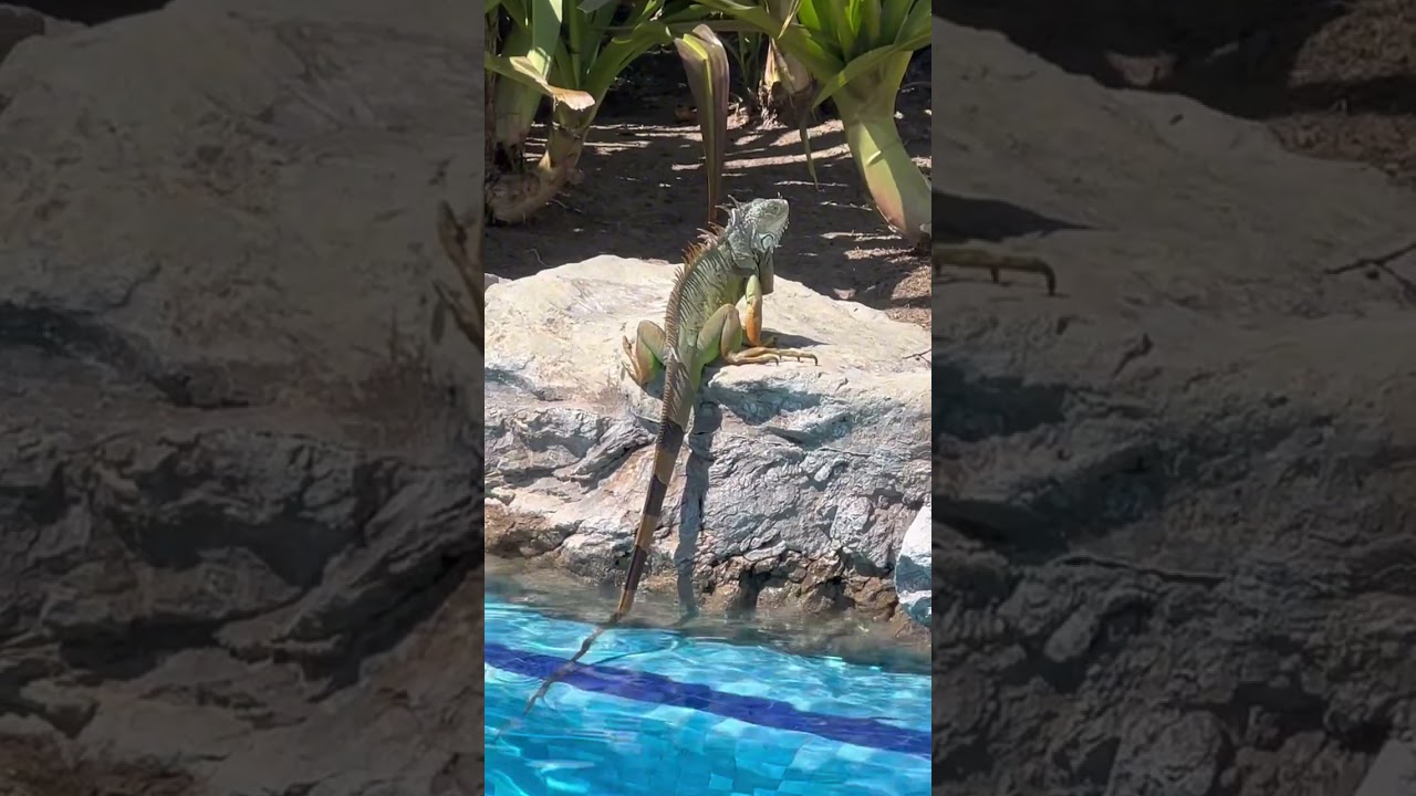 Iguana Safari #mexico #mexicolife #laplaya #hunting #puertovallarta #beach #safari #poolparty