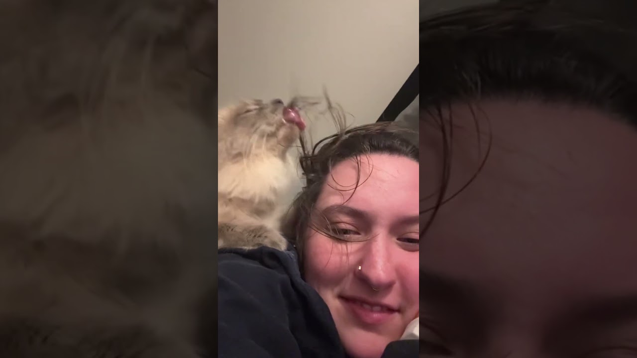 Cat Licks Pet Parent's Hair