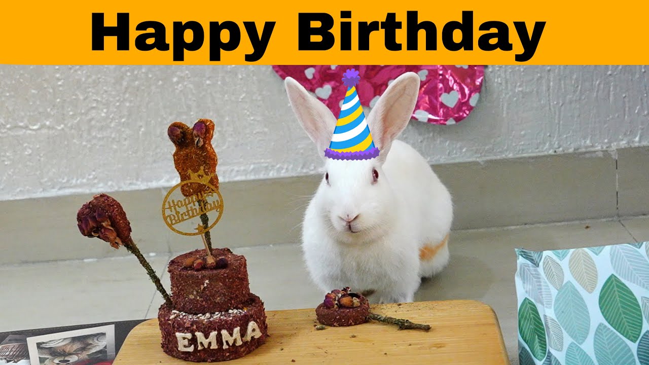 Rabbit Birthday Hacks You Never Knew Existed