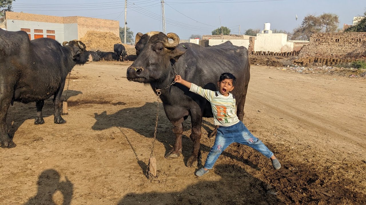 Buffalo morning work | vlog daily vlog | farming vlog.