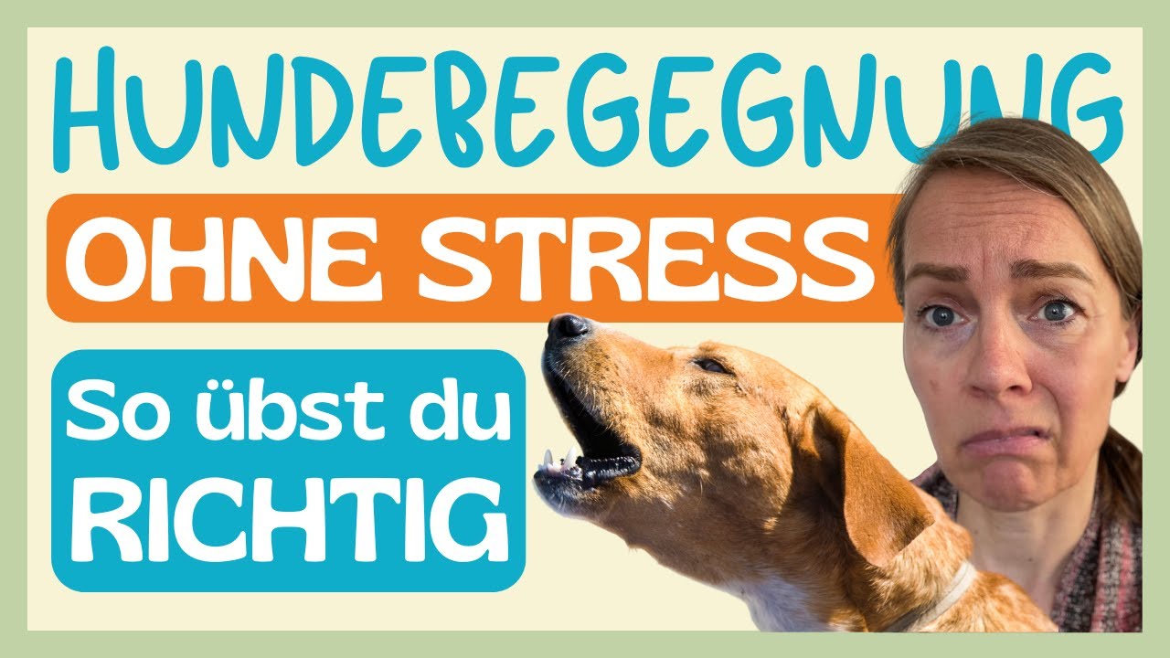 🤩 Du willst ENTSPANNTE Hundebegegnungen? PRAKTISCHES TRAINING MIT LEINENAGGRESSIVEM HUND 🔥