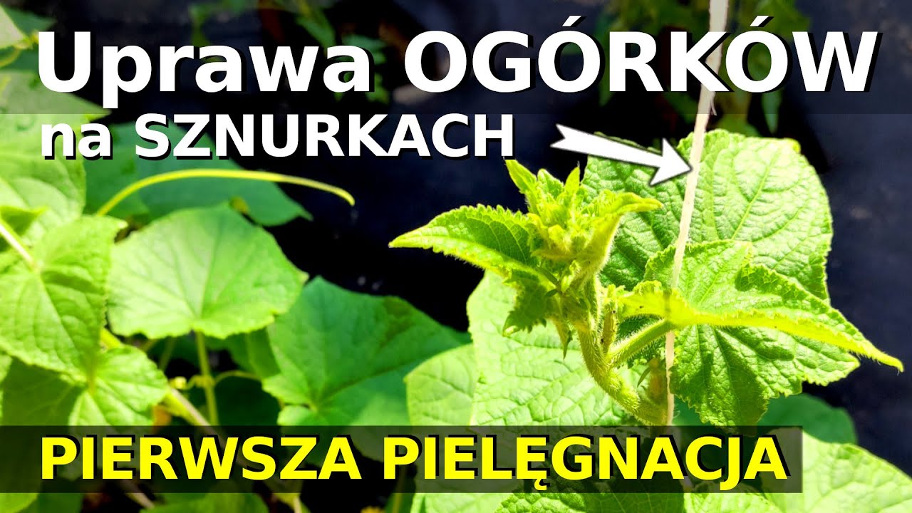 Ogr 27 - Ogórki na podporach czy sznurki? - Prowadzenie OGÓRKÓW po SZNURKACH - Jak uprawiać ogórki?