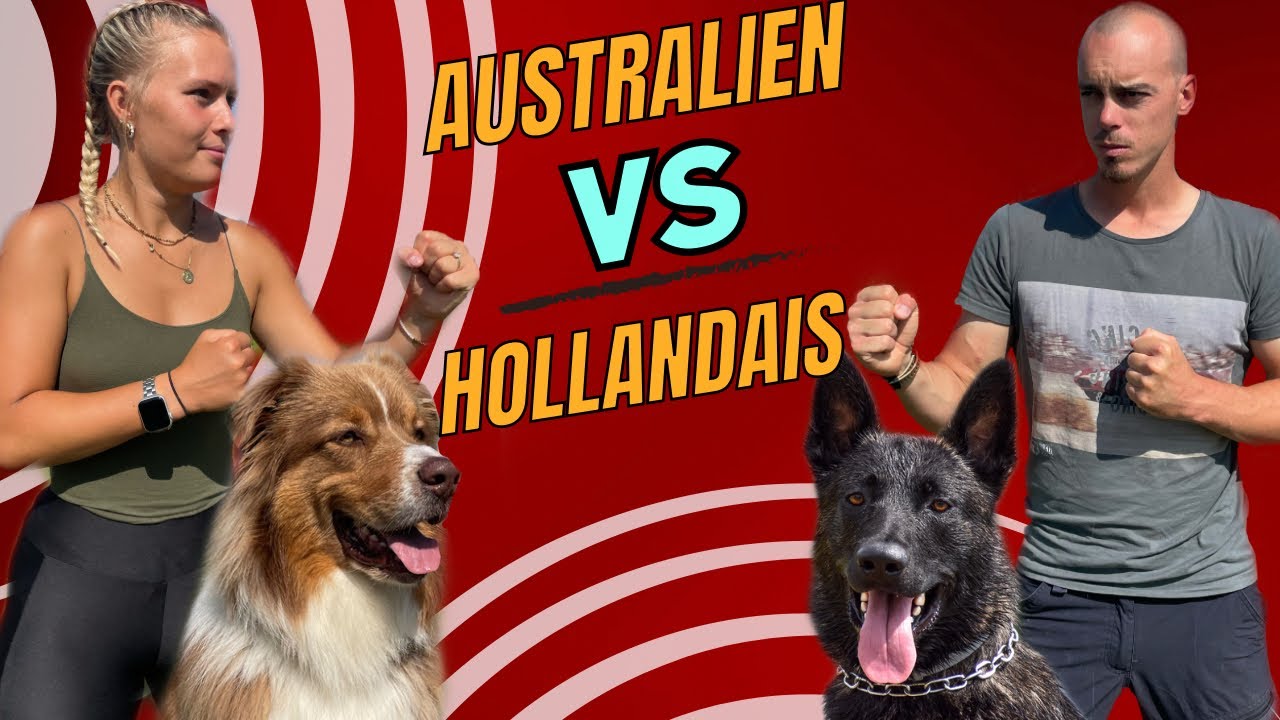 BERGER AUSTRALIEN VS HOLLANDAIS Qui sera le meilleur !!!!??