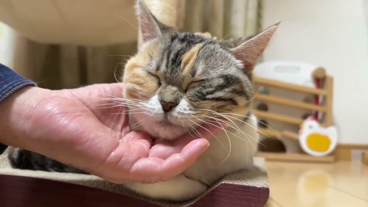 [ツイキャス] 本日はエステ配信です。 / うめ定点配信 (2026.02.28) #三毛猫スコティッシュのうめちゃ  #エステのうめちゃ