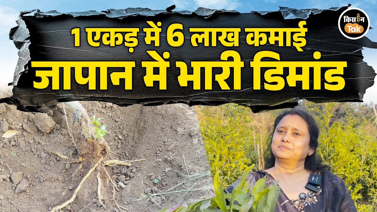 Salacia Plant: भारत में उगता है जापान के लोगों का सबसे भरोसेमंद पौधा, होती है अंधी कमाई #farmersnews