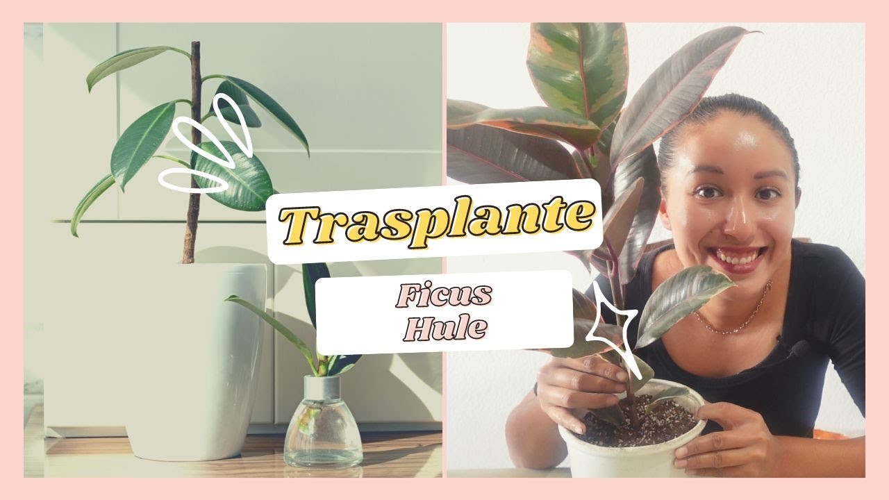 Trasplante Ficus Hule | Ficus Elastica Ruby