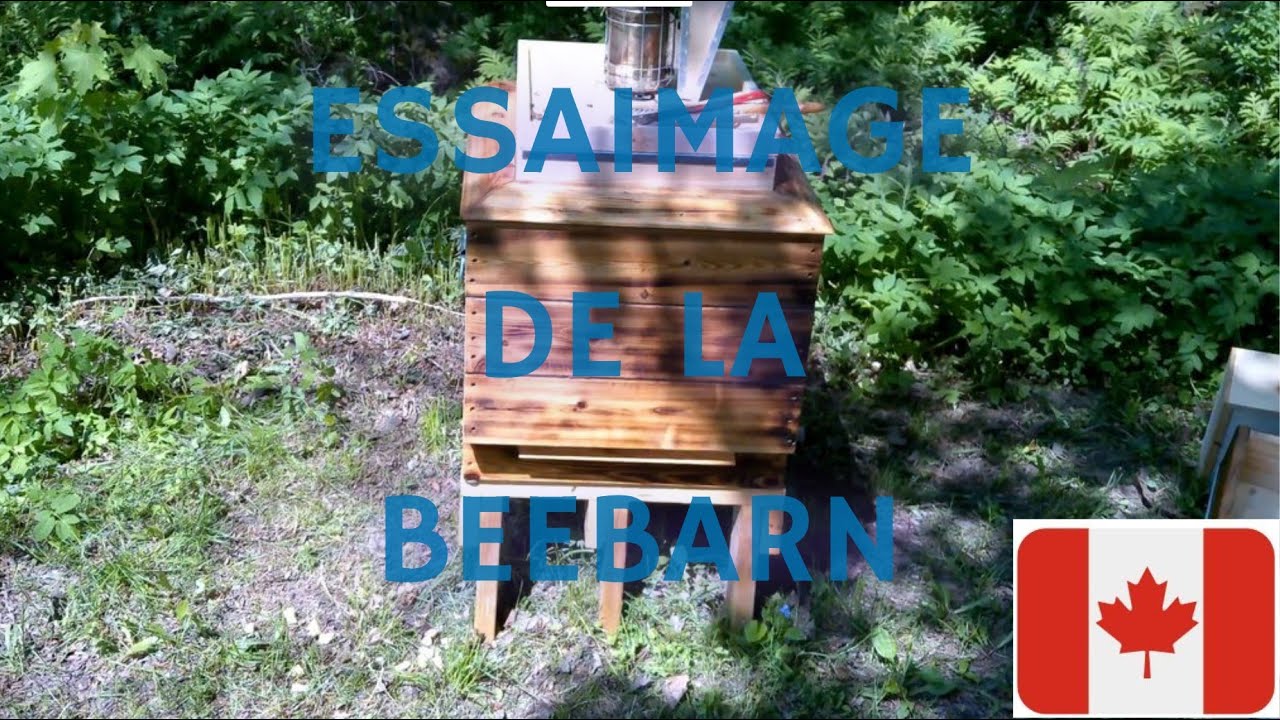 Cette semaine la beebarn à essaimer quoi faire?