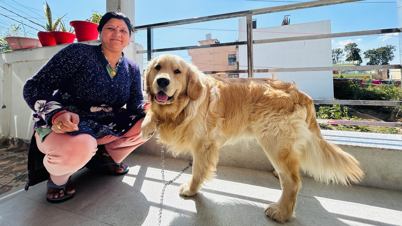 Indian mom first time dog ownership review | Golden Retriever |