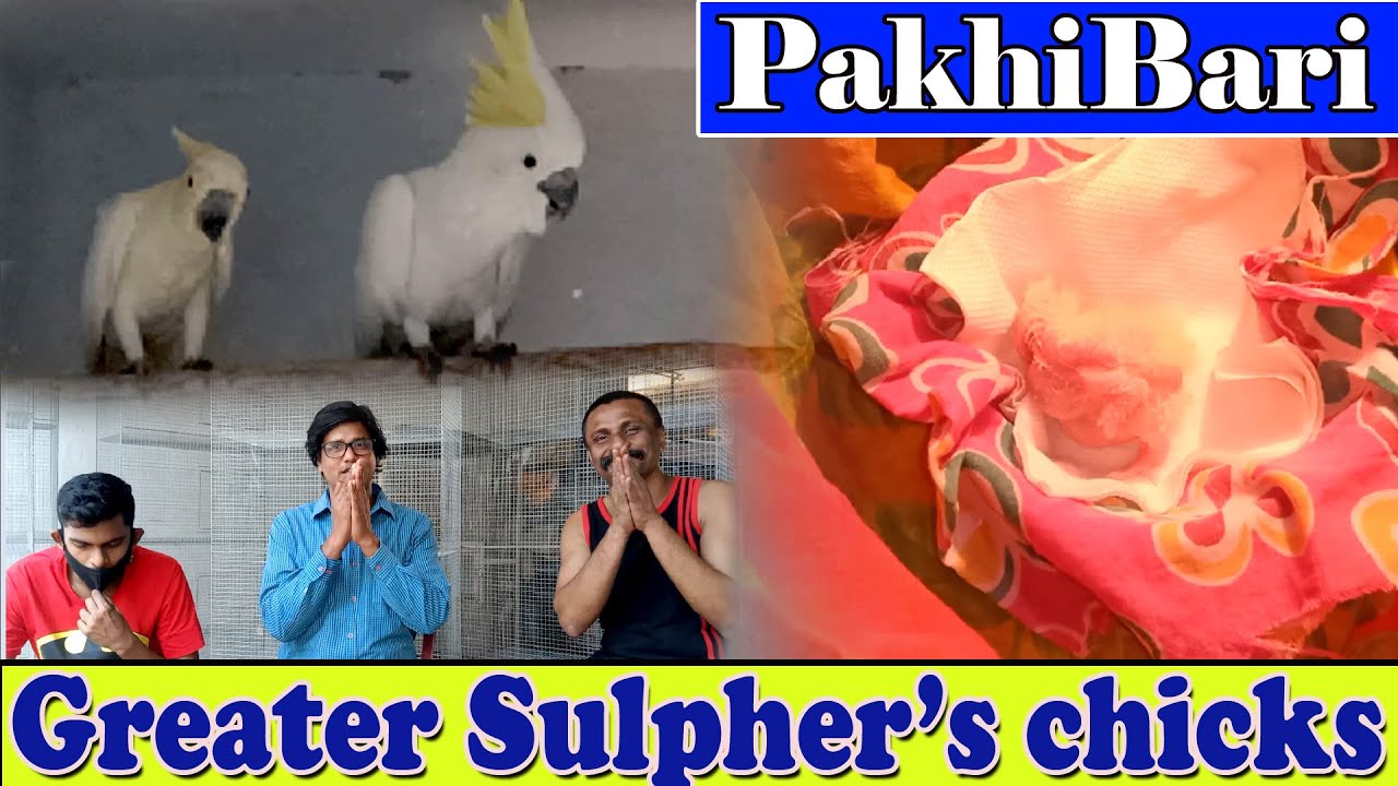 Greater sulphur crested Cockatoo Progress on Pakhi bari || Sir Subrata Chakraborty||