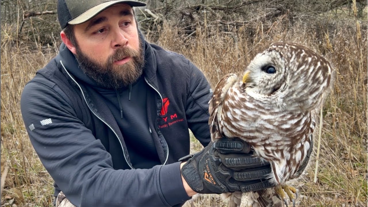 I Caught an Owl!