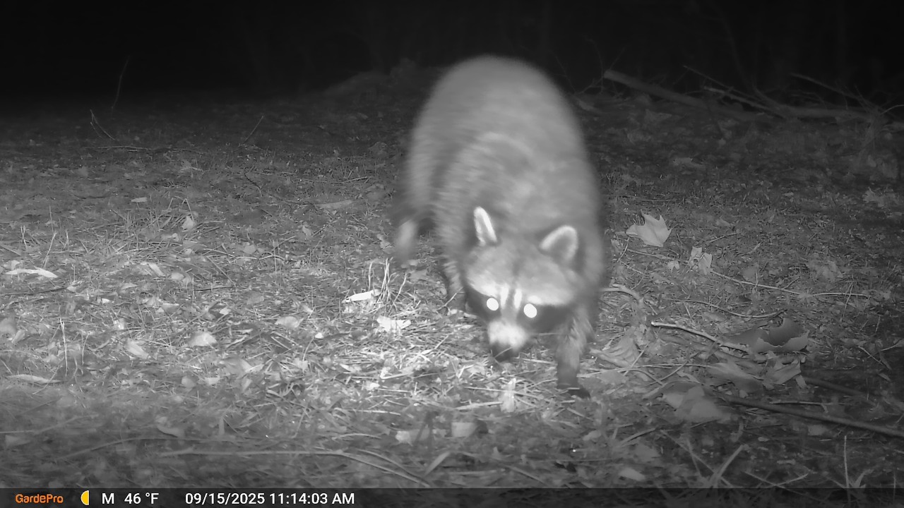 Night Visitors: Raccoon, Deer, and Birds on Camera