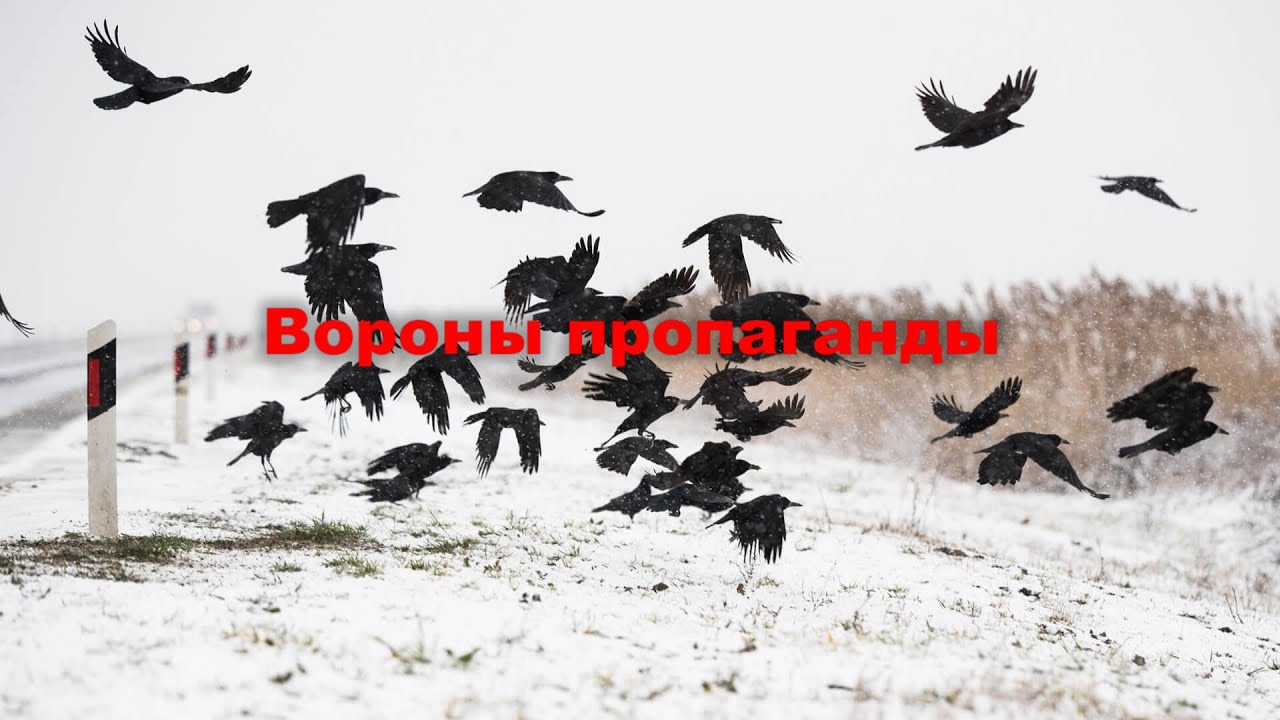 Вороны пропаганды. Propaganda Crows.