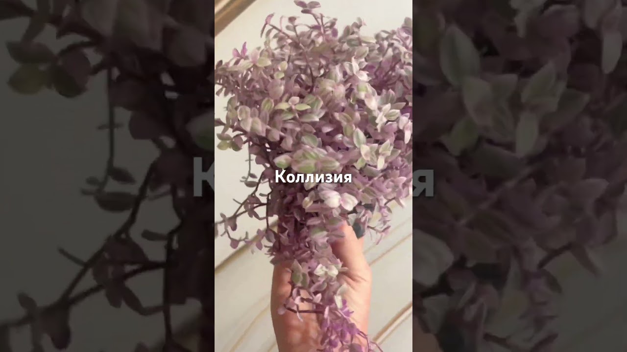 Коллизия 0,5 л по 500 89029906677