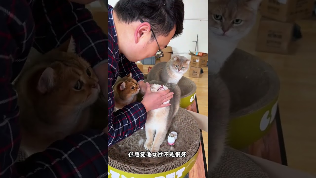 9 cats traveled 1,870 kilometers by car in Shenzhen, Shandong during the Spring Festival. A guid